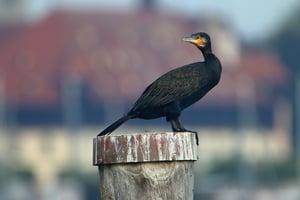 2 Kormoran IMG_1526