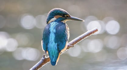 Eisvogel-1