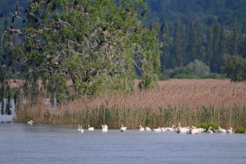 Kormorane und Höckerschwäne auf dem Untersee