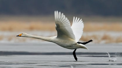 Singschwan