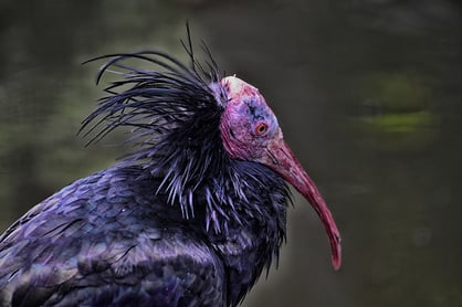 Waldrapp