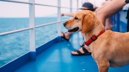 Hund_Schiff_3